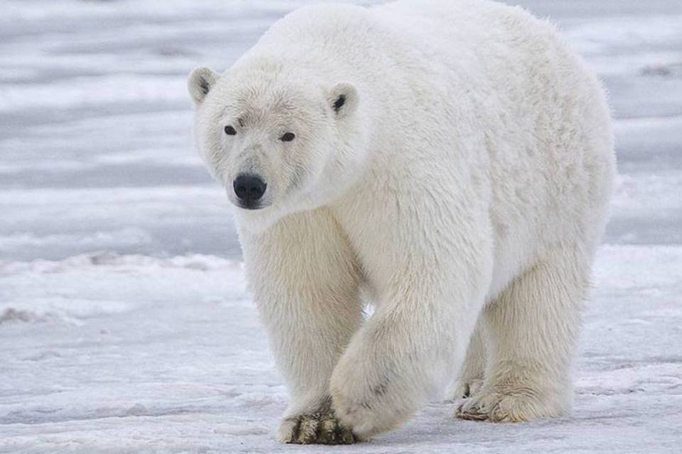 WWF promove adoção de ursos polares na Rússia