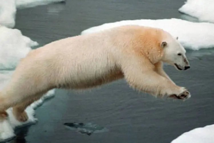 
	Urso Polar, esp&eacute;cie &agrave; deriva no mar das mudan&ccedil;as clim&aacute;ticas
 (Greenpeace)