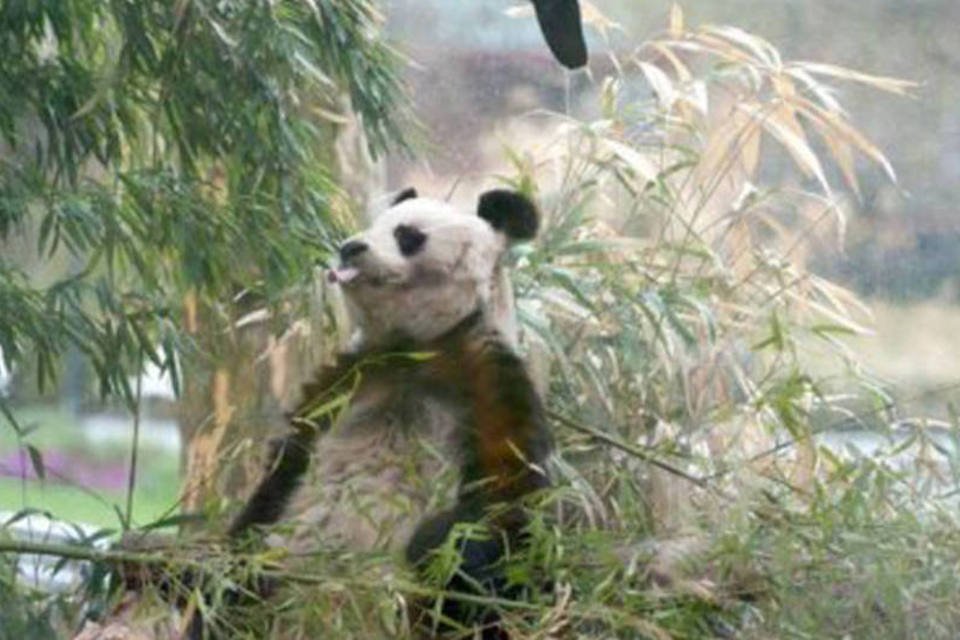 Morreu o urso panda mais velho do mundo