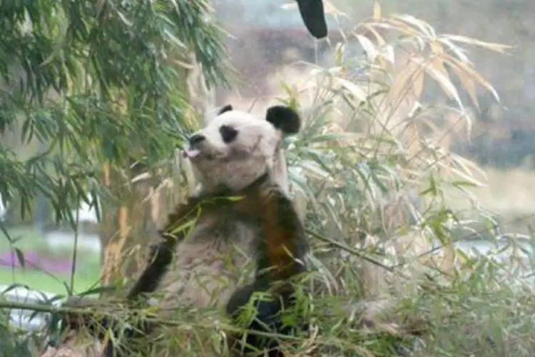 Bao Bao descansa no zoológico de Berlim: o panda viviu com sua companheira Tjen Tjen até a morte desta em 1984 (©AFP / Jörg Carstensen)