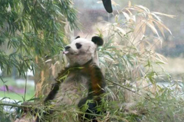 Bao Bao descansa no zoológico de Berlim: o panda viviu com sua companheira Tjen Tjen até a morte desta em 1984 (©AFP / Jörg Carstensen)
