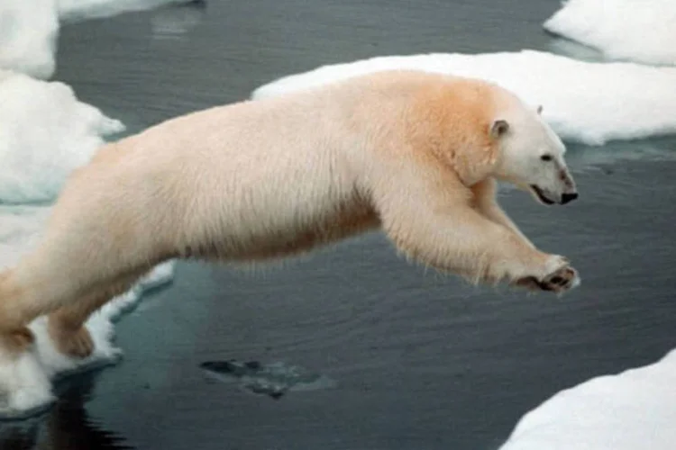 Mudanças Climáticas: documento abordará desafios centrais das ciências sociais impostos pelas rápidas mudanças na realidade global (Greenpeace/EXAME.com)