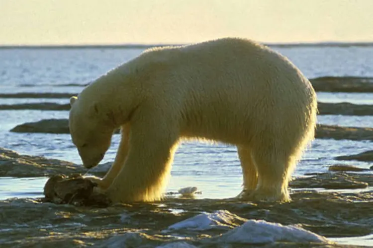 O urso polar depende do gelo marinho para ter acesso a focas, sua principal fonte de alimentação. (Wikimedia Commons)