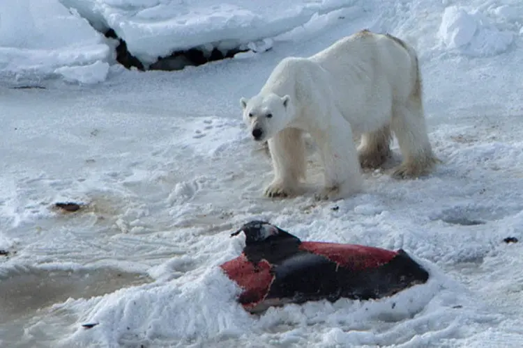 
	Mudan&ccedil;as: ap&oacute;s comer um golfinho, o urso cobriu seu alimento com neve para guardar para mais tarde.
 (Polar Research)
