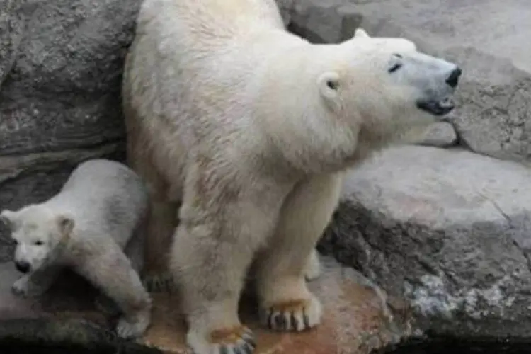 
	Urso polar:&nbsp;&quot;para os ursos polares, a obesidade profunda &eacute; um estado benigno&quot;, disse pesquisadora
 (DPA/AFP)