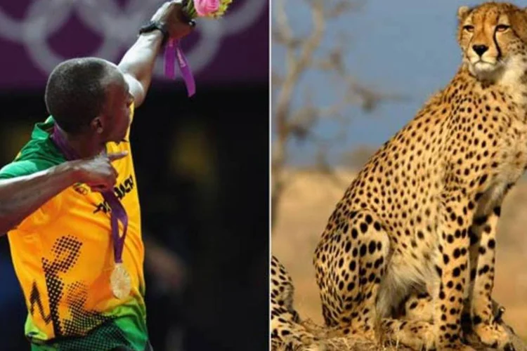 Guepardo: o Usain Bolt da savana (Montagem)