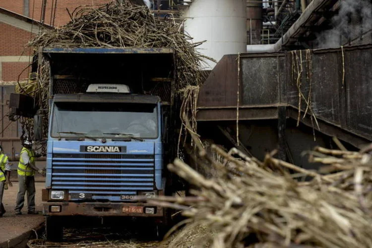 
	Cana de a&ccedil;&uacute;car &eacute; descarregada em uma usina de processamento da Unica, em S&atilde;o Jos&eacute; do Rio Preto
 (Paulo Fridman/Bloomberg)