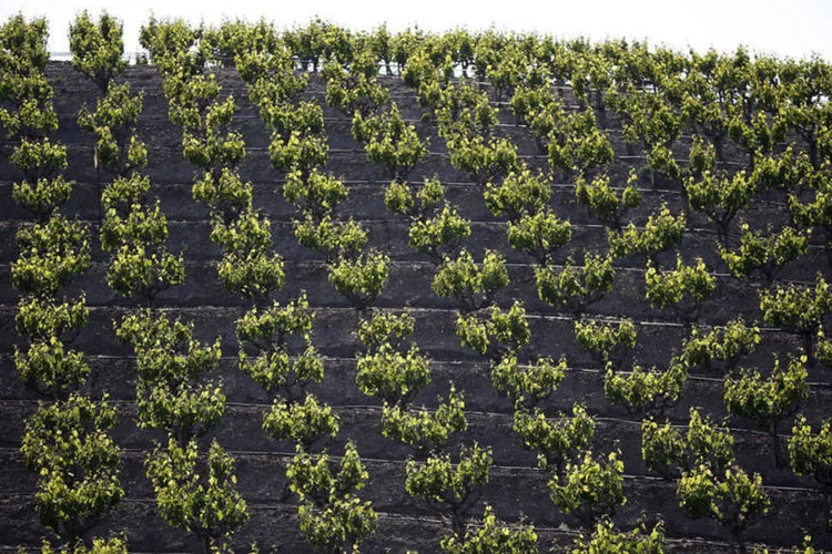 
	Planta&ccedil;&atilde;o de uva: um cacho da fruta foi vendido, nesta setxa-feira, por 1 milh&atilde;o de ienes (R$ 26,4 mil) -- um novo recorde
 (REUTERS/Lucy Nicholson)