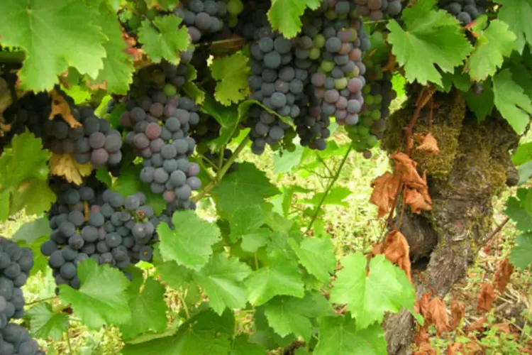 No caso da uva, das oito amostras analisadas, três continham agrotóxicos  (Wikimedia Commons)