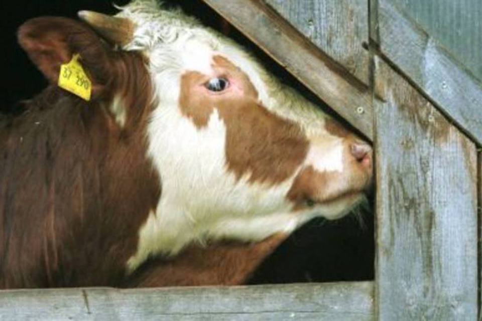 Holanda registra teste positivo para mal da vaca louca