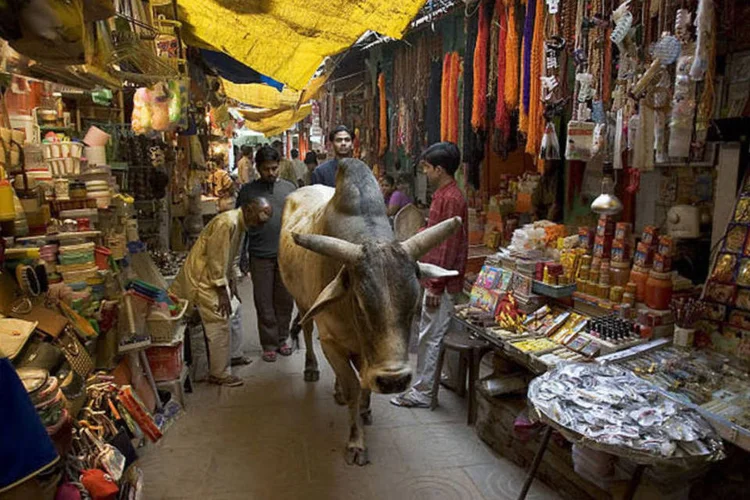 
	Vaca em mercado na &Iacute;ndia: no pa&iacute;s, hindus representam 79,8% dos cerca de 1,2 bilh&atilde;o de indianos, e para eles a vaca &eacute; um animal sagrado
 (Wikicommons / Jorge Royan)