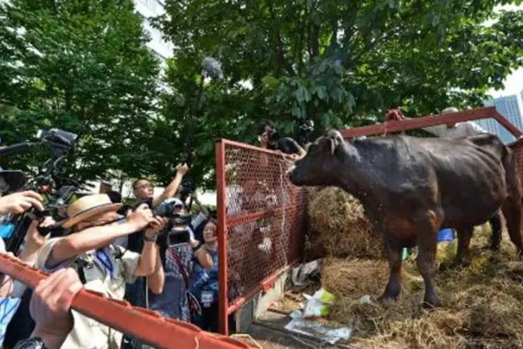 Vaca é levada para a frente do Ministério da Agricultura, em Tóquio (Kazuhiro Nogi/AFP)