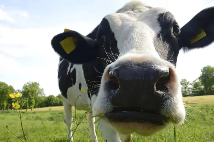 
	Vaca: o &ldquo;programa de aposentadoria do rebanho&rdquo;, como era chamado, foi respaldado pelas fazendas que produzem quase 70 por cento do leite do pa&iacute;s
 (Thinkstock)