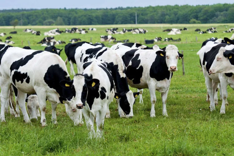 
	Vacas: a &Iacute;ndia &eacute; o segundo maior exportador de carne bovina do mundo e o quinto maior consumidor
 (thinkstock)