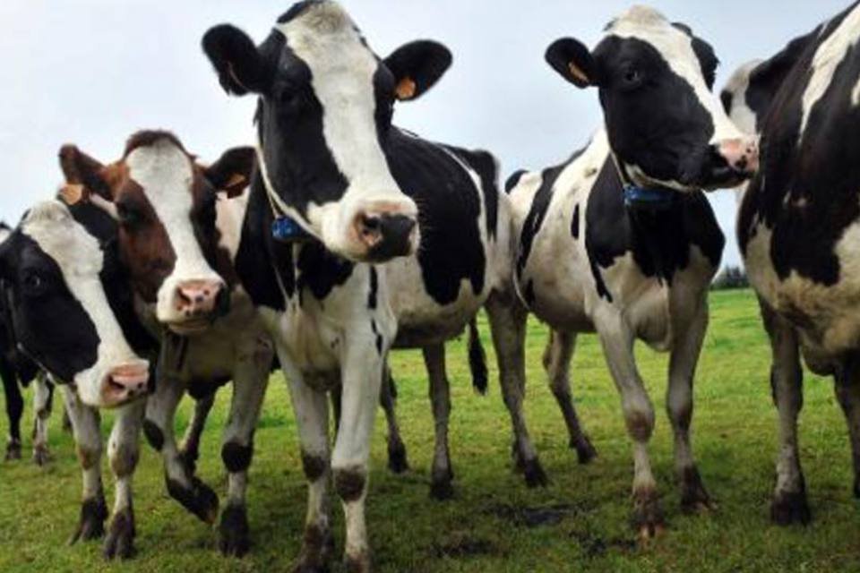 Vacas: a empresa francesa de lácteos normalmente não investe em agricultura, mas abriu uma exceção para a Rússia (Thierry Zoccolan/AFP)
