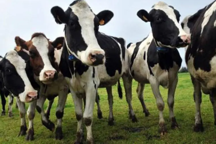 Vacas: suspensão é provisória, segundo ministério da Agricultura (Thierry Zoccolan/AFP)