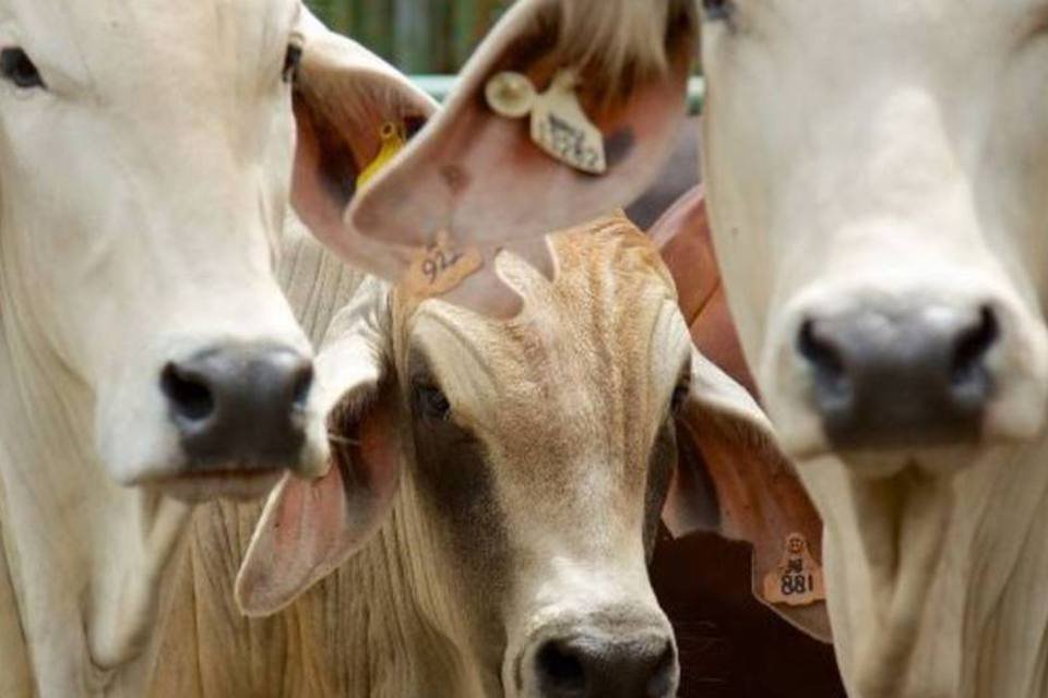 Egito embarga carne bovina do MT devido a caso de vaca louca