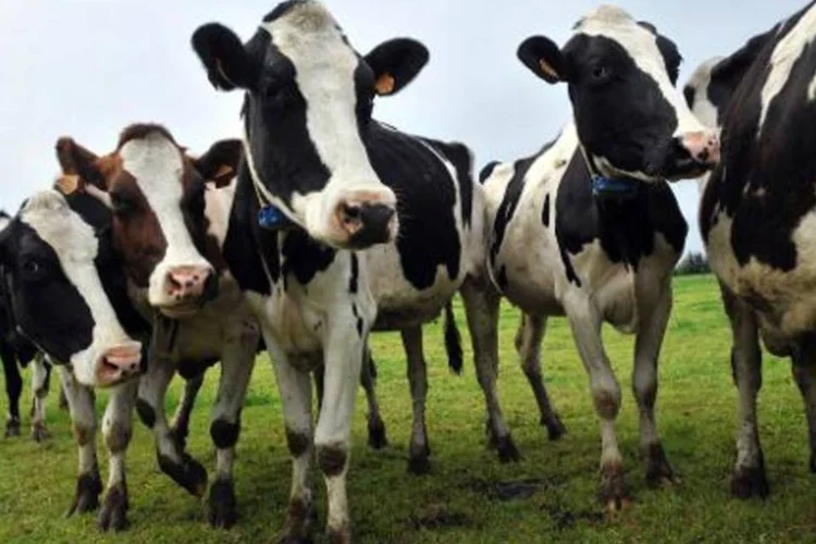 
	Vacas: o principal objetivo &eacute; melhorar o perfil gen&eacute;tico dos rebanhos do pa&iacute;s
 (Thierry Zoccolan/AFP)