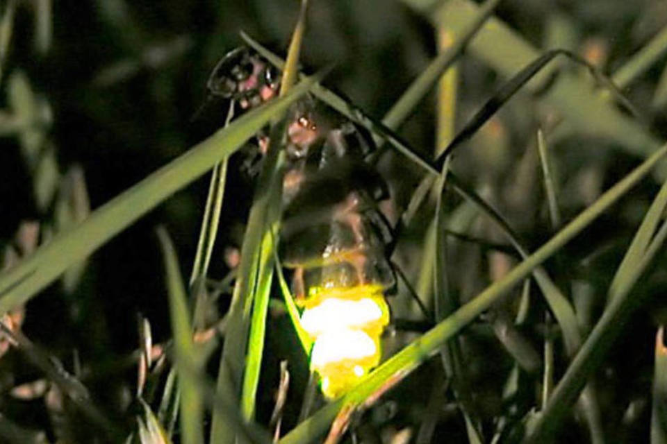 Biólogos decifram segredo da luz dos vagalumes