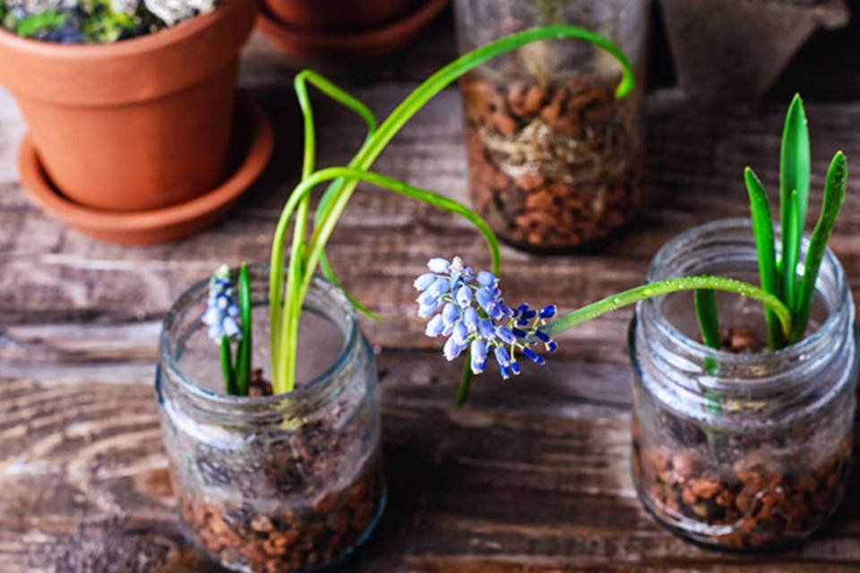 7 microjardins para quem não tem muito espaço em casa