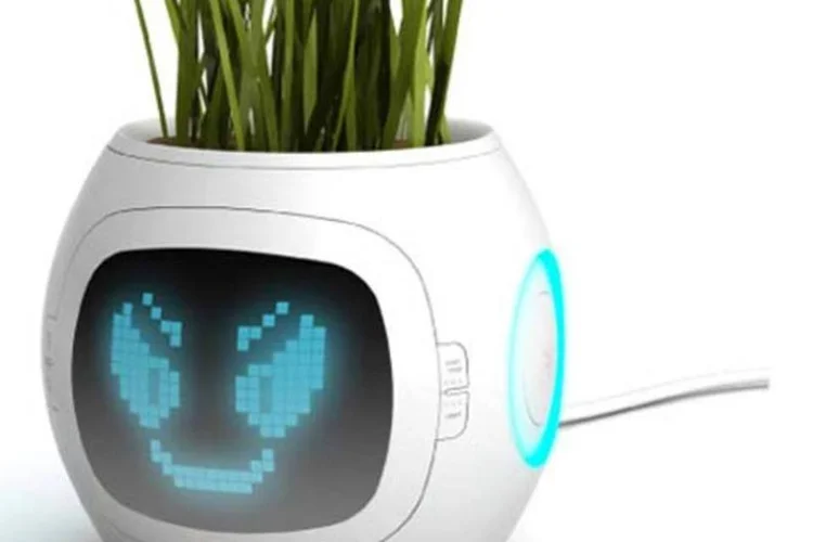Planta sorri quando bem tratada (Divulgação)