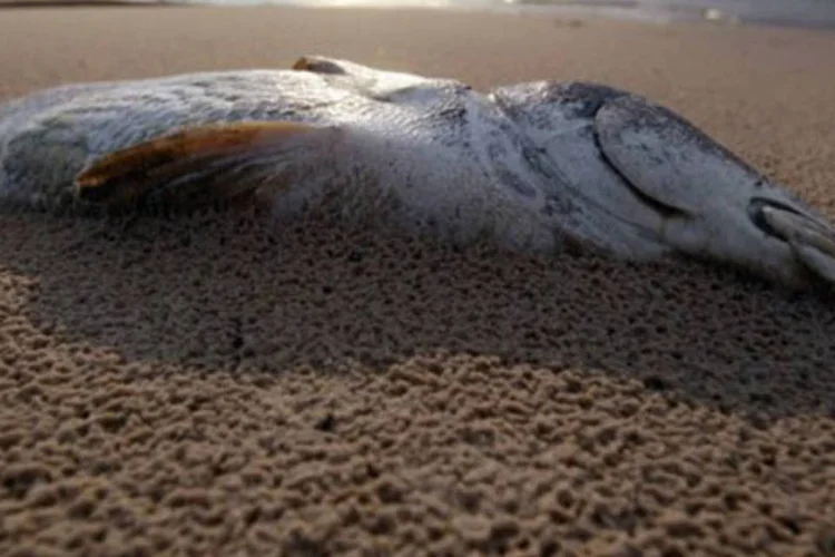 Peixe morto no Mississippi deixa preocupações com o impacto ambiental do vazamento (.)