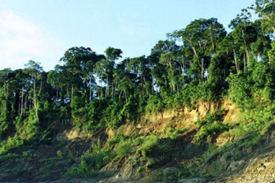 Amazônia responde de formas diferentes ao clima quente
