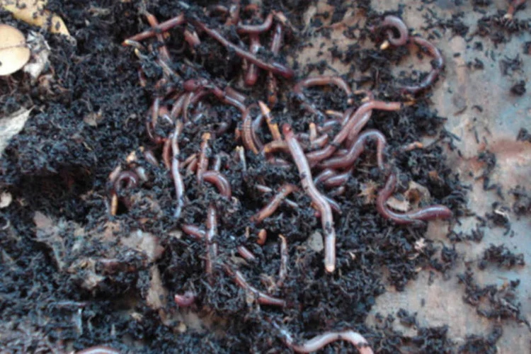 Terra fazendo compostagem com minhocas (Wikimedia Commons)