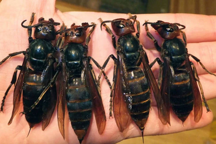 
	Vespas: um grupo da Unesp e da Universidade de Leeds, na Inglaterra, descobriu exatamente como a toxina, chamada MP1, consegue abrir buracos exclusivamente nas c&eacute;lulas cancerosas, destruindo-as
 (Addicted2Hymenoptera/Flickr)