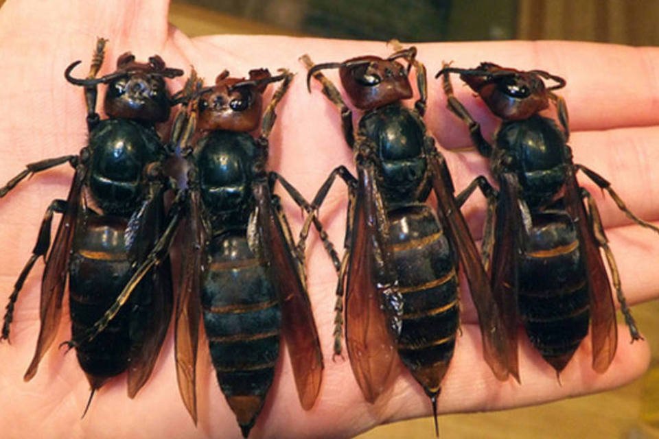 Toxina produzida por vespa brasileira mata células de câncer