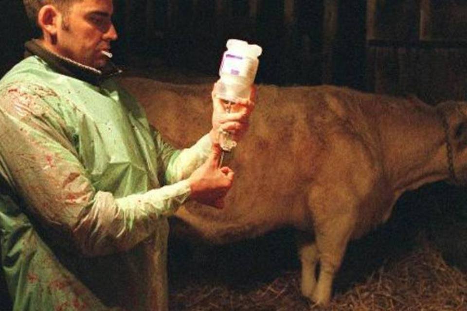EUA querem limitar uso de antibióticos na criação de animais