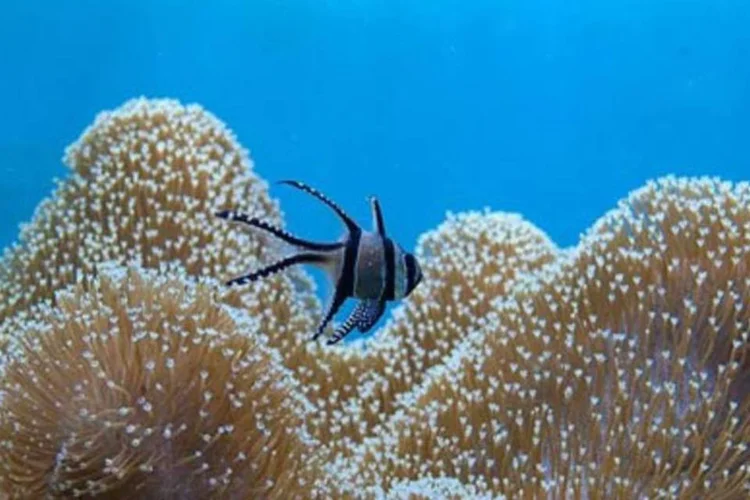 Novo sistema de monitoramento global dos oceanos custaria de 10 bilhões a 15 bilhões de dólares.  (Wikimedia Commons)