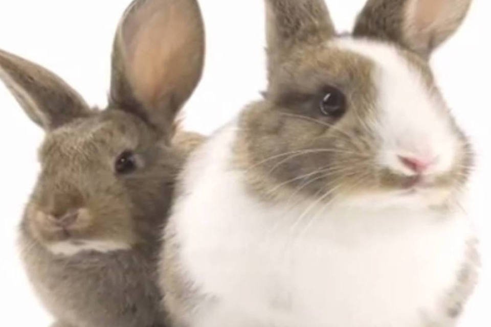 ONG pede o fim dos testes de cosméticos em animais