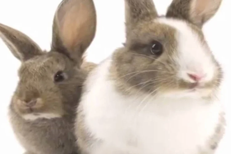 
	Animais: Estado da Austr&aacute;lia do Sul &eacute; o mais adiantado na prepara&ccedil;&atilde;o de um projeto de lei
 (Reprodução/YouTube/HSI)