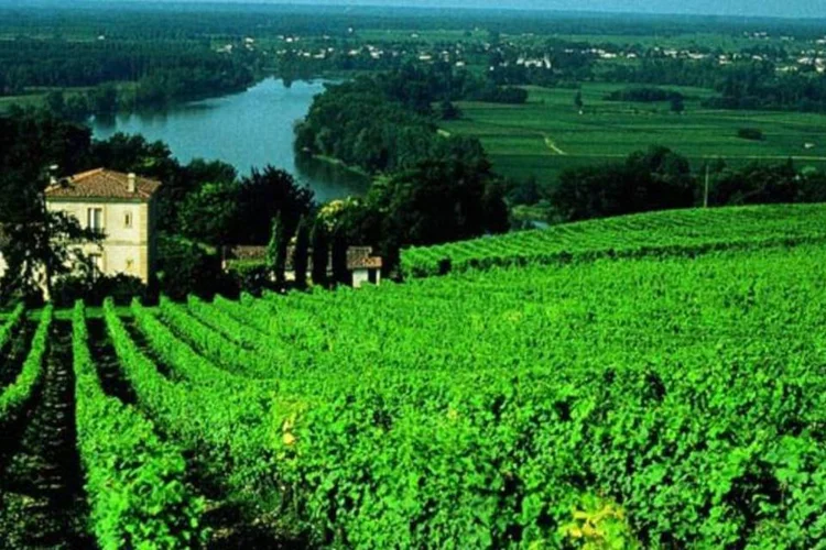 Vinhedo na França: europeus também reclamam do possível acordo (Divulgação/Viagem e Turismo)