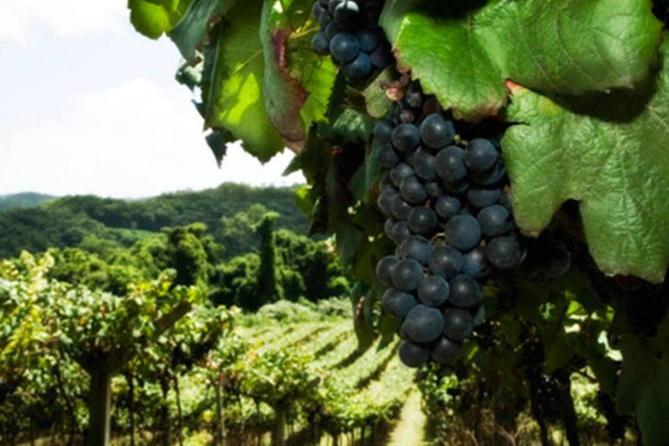 5 vinícolas que vale a pena conhecer na América do Sul
