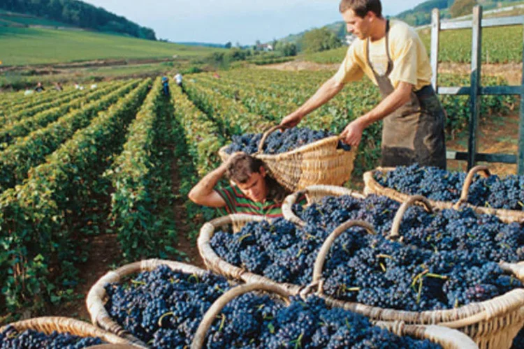 Vinhedos na França: em caso de preservação, o governo paga ao produtor