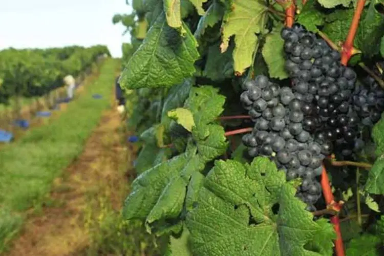 
	Agricultura: Plano ABC tem como meta aumentar ado&ccedil;&atilde;o de sistemas de integra&ccedil;&atilde;o lavoura-pecu&aacute;ria-floresta e de sistemas agroflorestais em 4 milh&otilde;es de hectares
 (Divulgação/Ibravin)