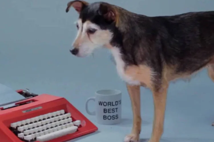 Cachorro em vídeo Very Important Pets: filmes exaltam as características pessoais de alguns cãezinhos que fazem parte da ONG (Reprodução)