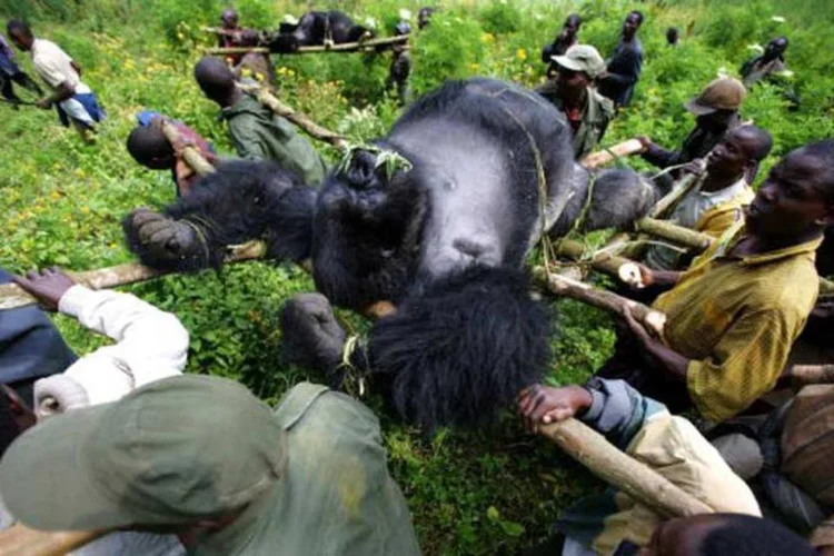 Despertar da consciência (Brent Stirton/ Getty Images)