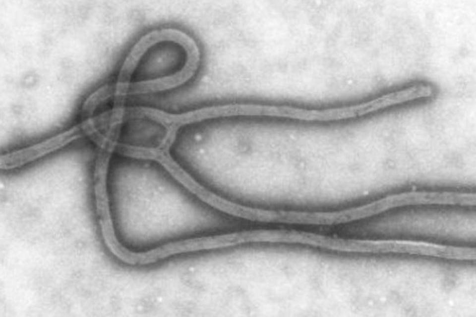 Vacina contra ebola se mostra eficaz em macacos