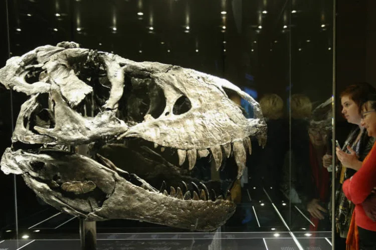 Visitantes observam o crânio do Tiranossauro Rex no Museu de História Natural de Berlim (Getty Images/Getty Images)