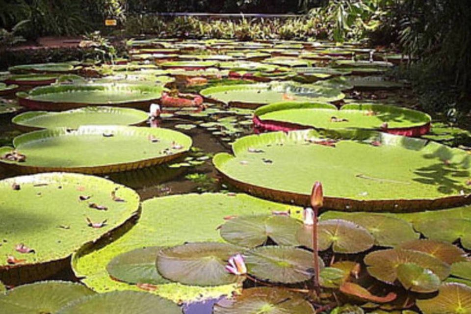 Geossensores para estudar a Amazônia