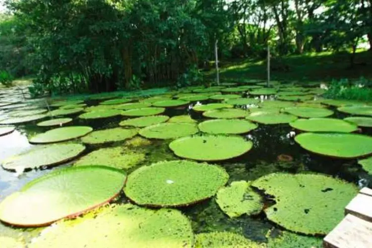 A Floresta Amazônica: o Brasil tem a maior biodiversidade do mundo e pode se tornar uma potência da bioeconomia (Proexport/Divulgação)