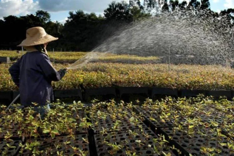 Mudas de reflorestamento: 66,3% da exploração em 2009 foi de florestas plantadas (Manoel Marques/VEJA)