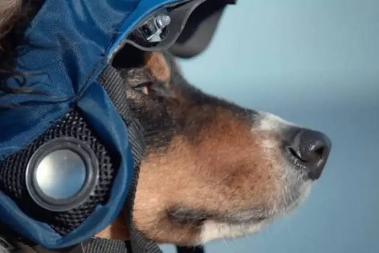 
	&quot;The Connected Dog&quot;: no comercial da Volkswagen, um aparelho permite que seja poss&iacute;vel controlar seu cachorro &agrave; dist&acirc;ncia
 (Reprodução/Vimeo)
