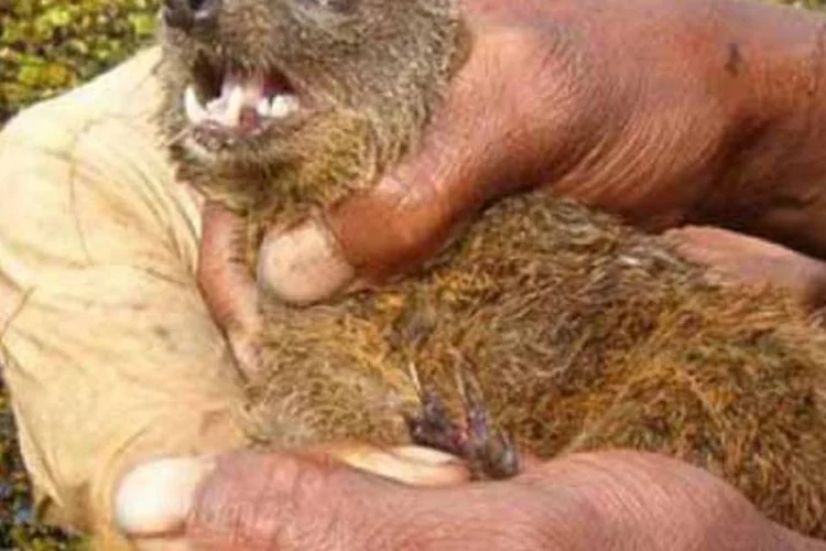 A nova espécie batizada de "vontsira de Durrell": carnívoro é um achado raro, dizem cientistas.