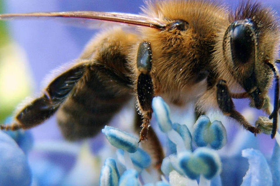 Abelhas francesas produzem mel azul após “banquete” de M&Ms