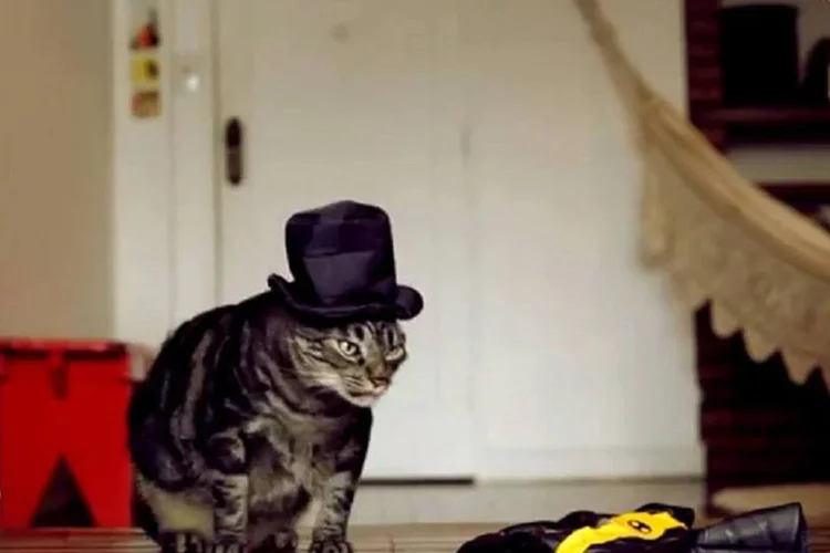 Cansei de não ser gato: Whiskas renova parceria com perfil das redes sociais para promover o Whiskas sachê (Reprodução/Whiskas)