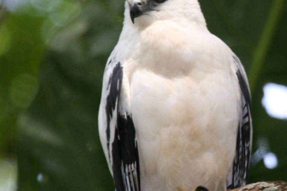 Manejo florestal afeta avifauna Amazônica